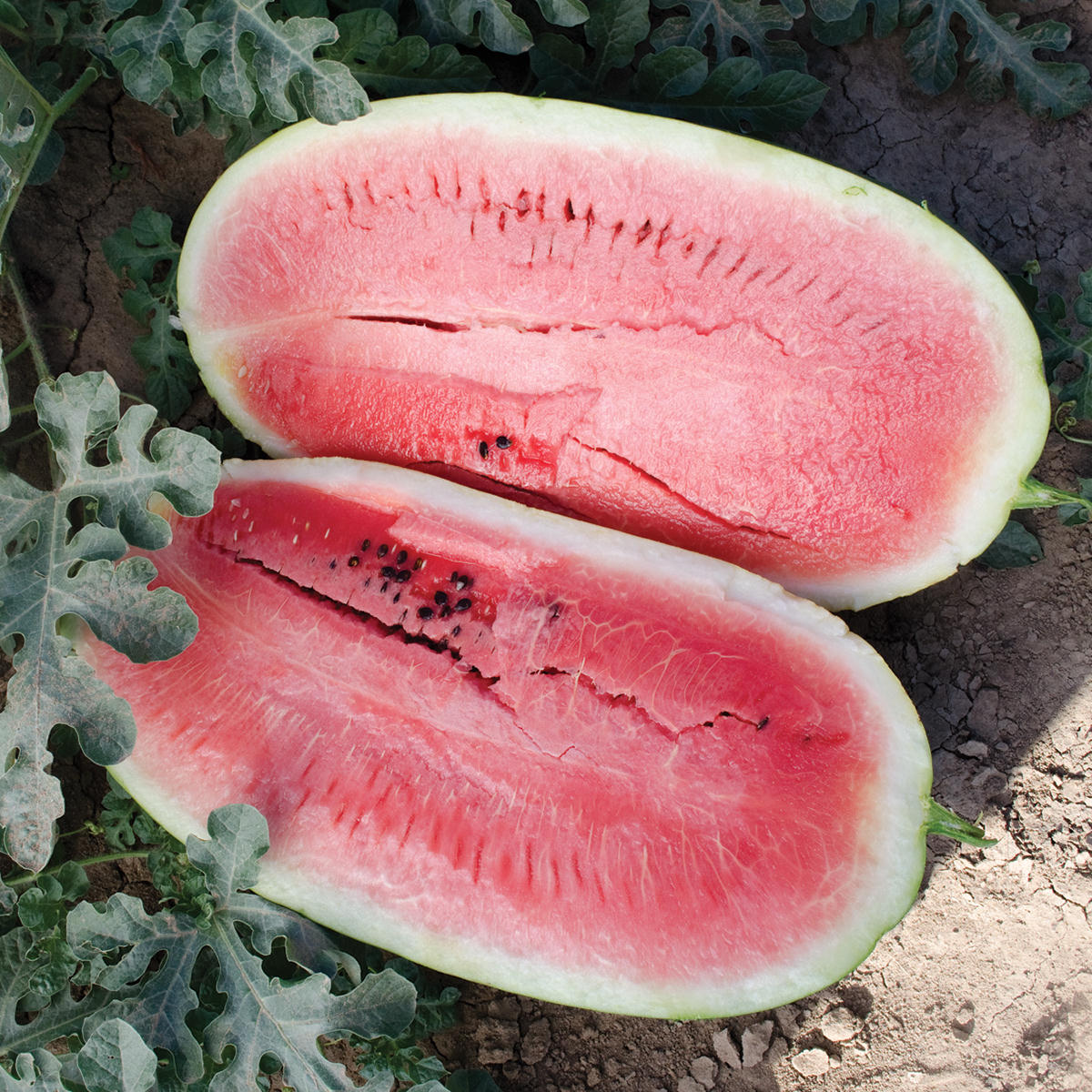 watermelon seeds for planting Plantation Pride F1 Hybrid Watermelon Seeds – NE SEED