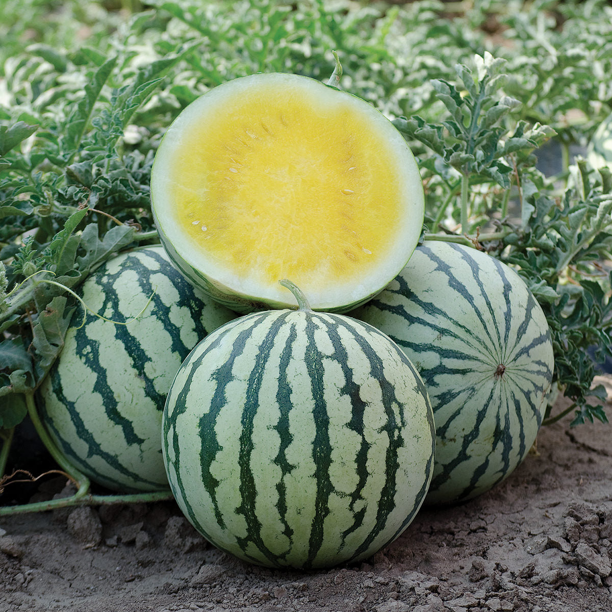 Lemon Ice F1 Hybrid Watermelon Seeds