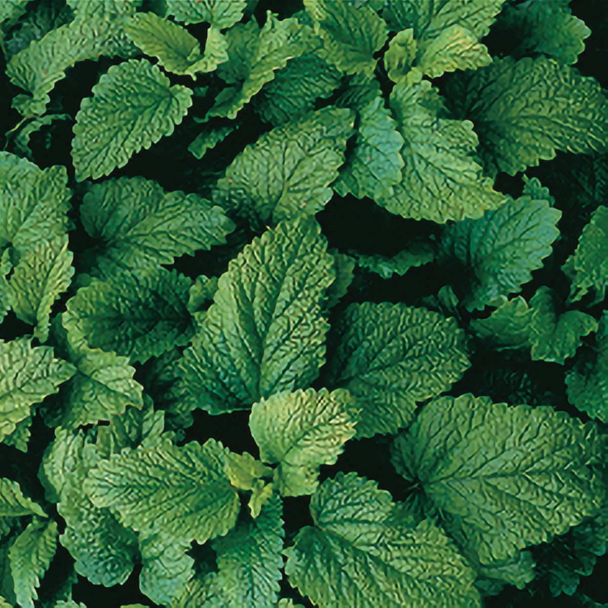 planting lemon balm seeds Lemon Balm Seeds