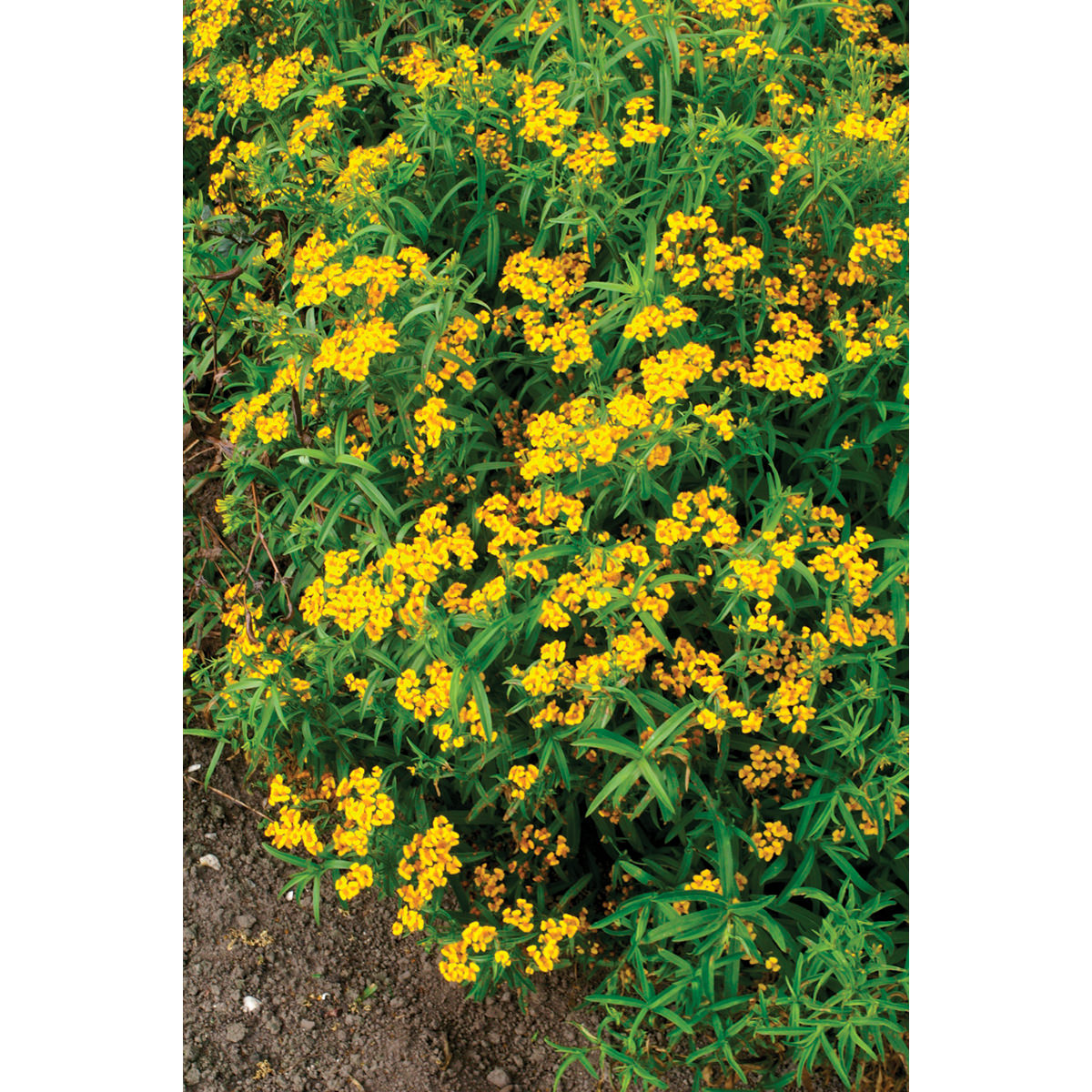 mexican marigold seeds Mexican Mint Marigold Seeds