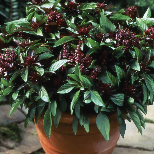 Siam Queen Basil Seeds