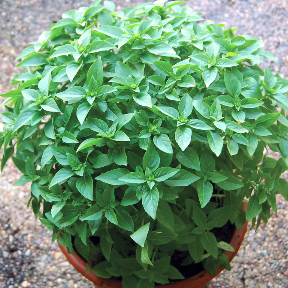 Spicy Globe Bush Basil Seeds