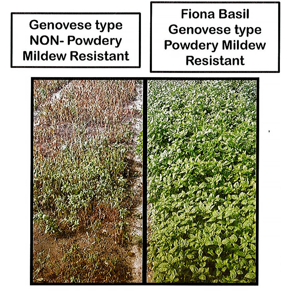Fiona Basil Seeds