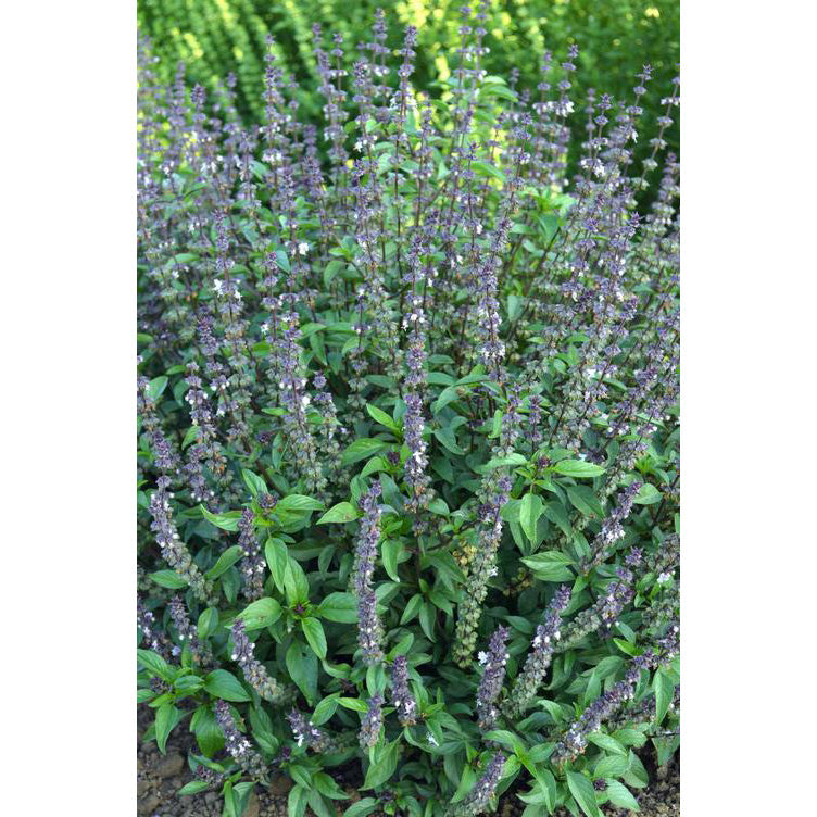 Cinnamon Basil Seeds
