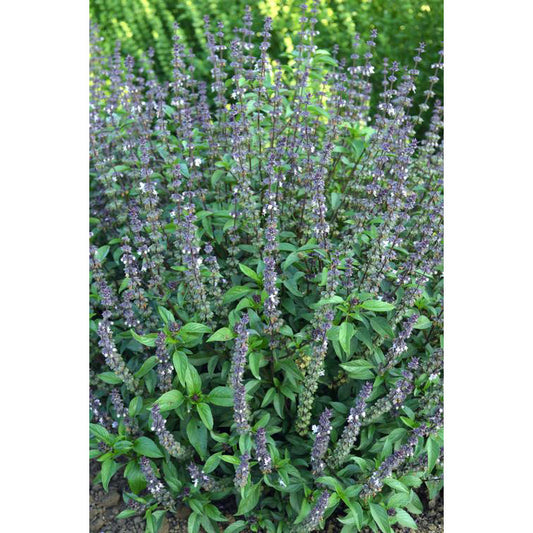 Cinnamon Basil Seeds