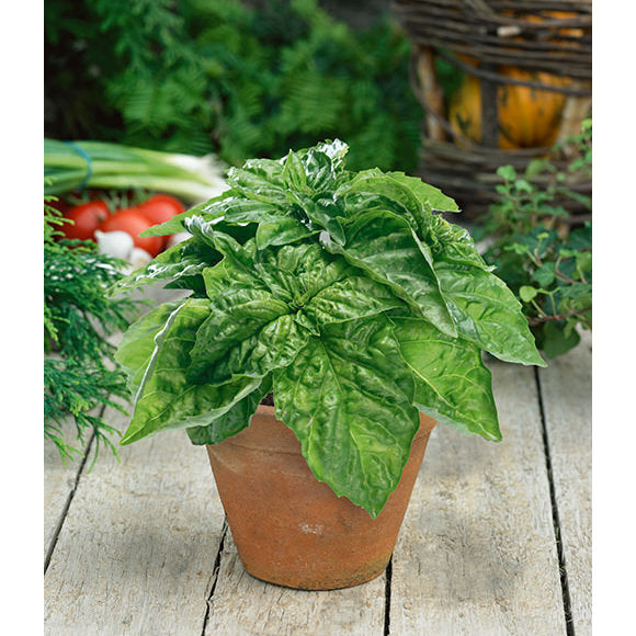 Lettuce Leaf Italian Basil Seeds