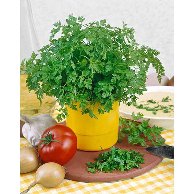 Chervil Seeds