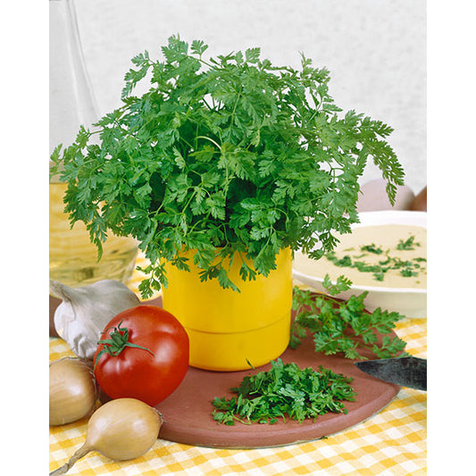Chervil Seeds