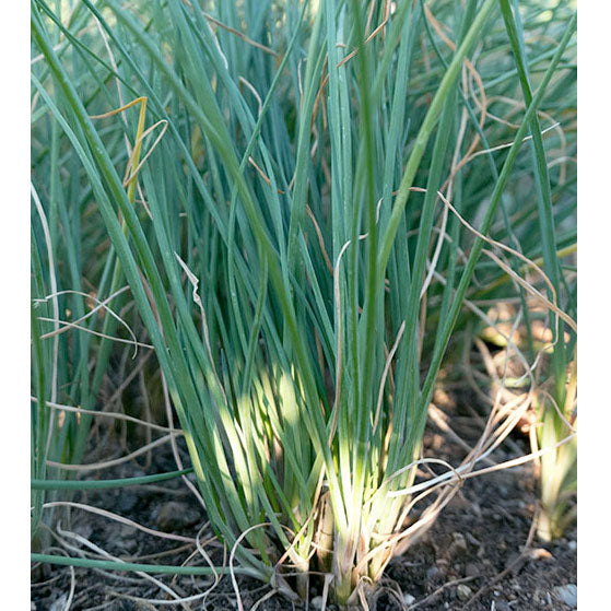 Certified Organic Chives Seeds