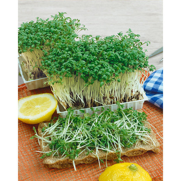 cress seeds planting Upland Cress Seeds
