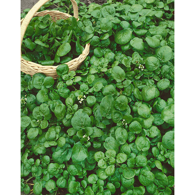 plants that grow true to seed True Watercress Seeds