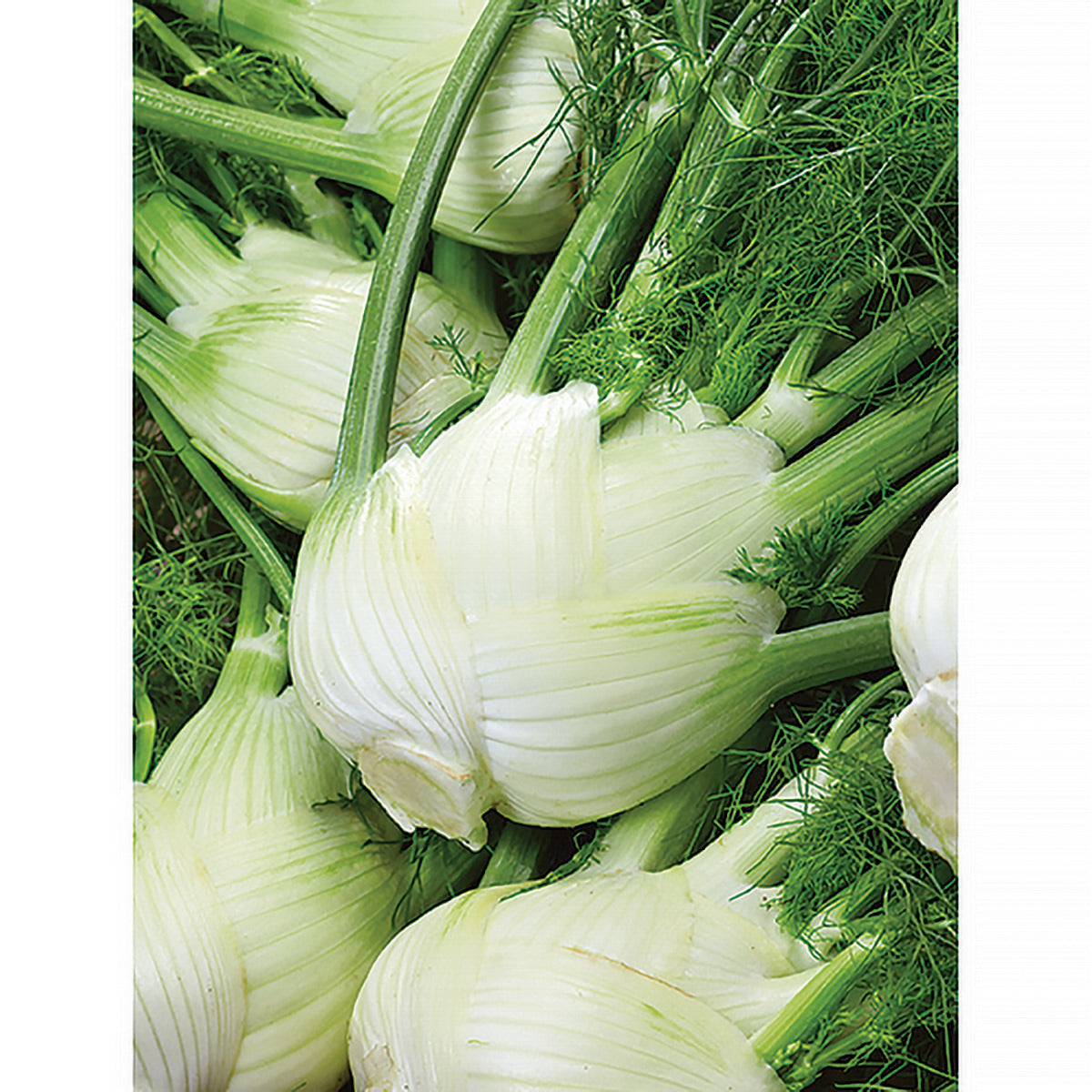 Florence Fennel Seeds