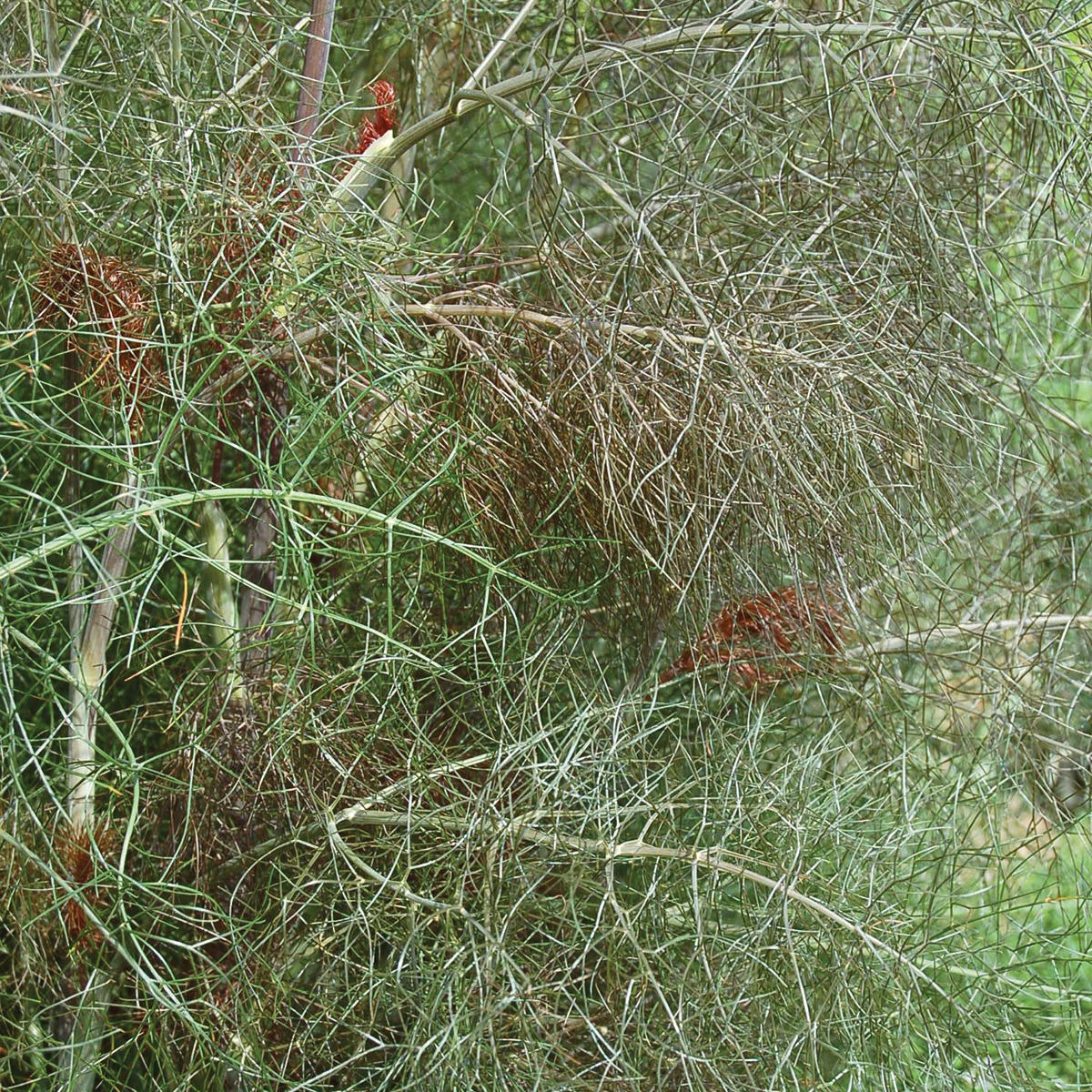 fennel plant with seeds Bronze Fennel Seeds – NE SEED