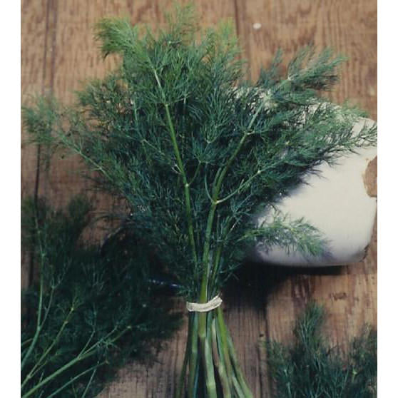 Mammoth Dill Seeds