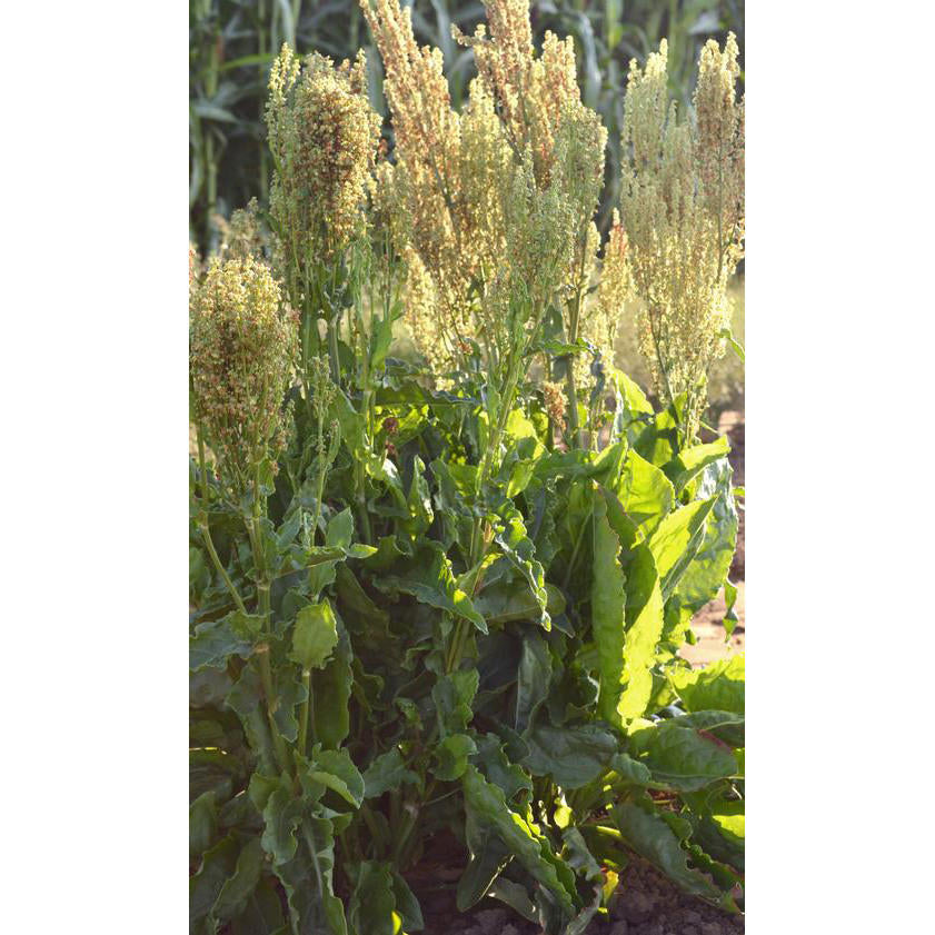 sorrel seeds for planting Broad Leaf Sorrel Seeds – NE SEED
