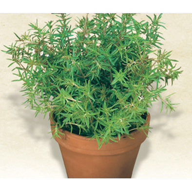 Summer Savory Seeds