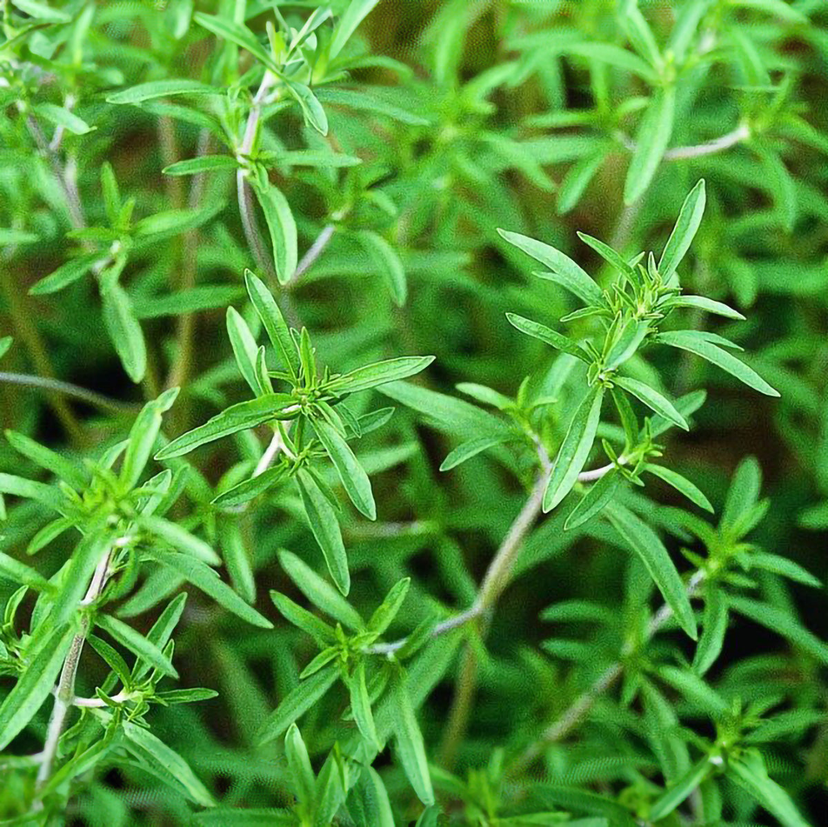 planting summer savory seeds Summer Savory Seeds – NE SEED