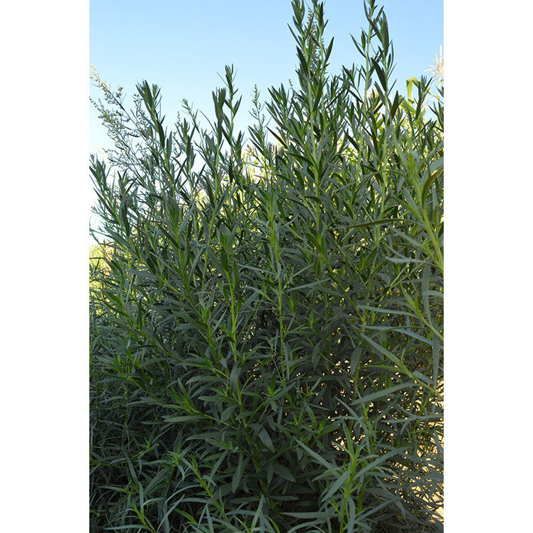 Russian Tarragon Seeds