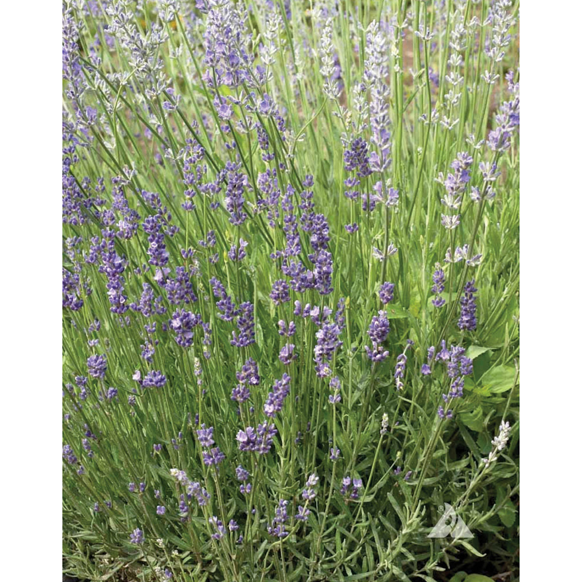 is the lavender tree a perennial True Lavender Seeds – NE SEED