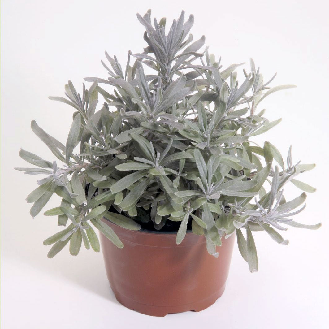 Munstead Lavender Seeds