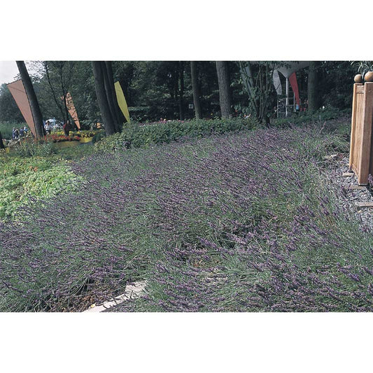 Munstead Lavender Seeds