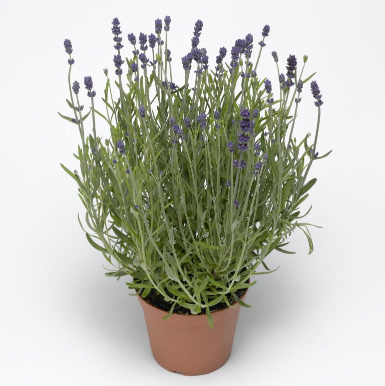 Blue Scent Lavender Seeds