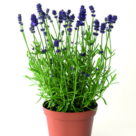 Blue Scent Lavender Seeds