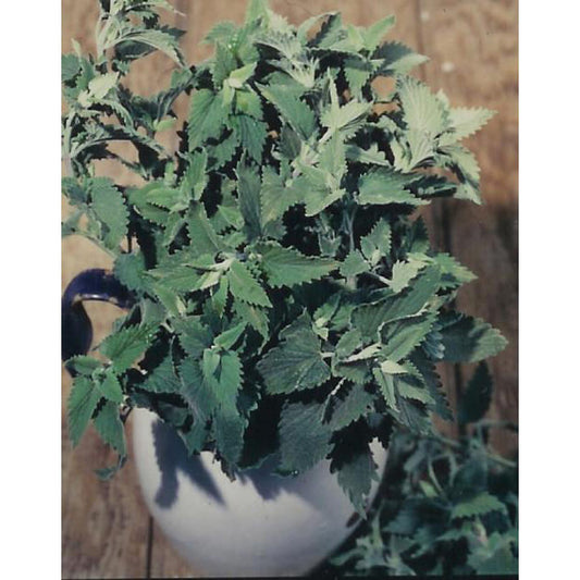 Catnip Seeds