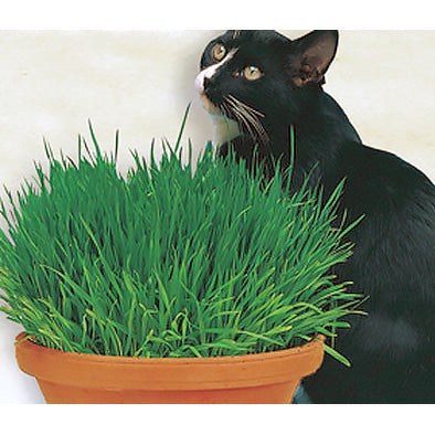 Wowzers! Catgrass Seeds