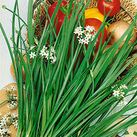 Garlic Chives Seeds