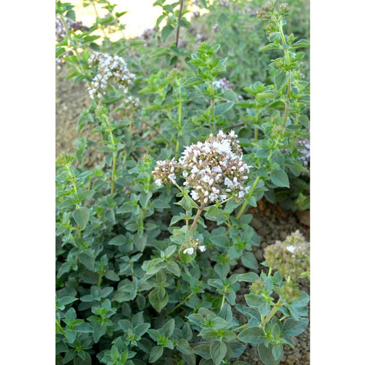Common Oregano Seeds