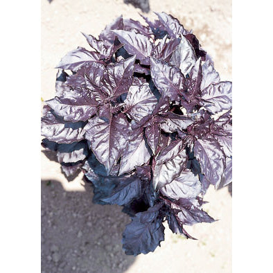 Opal A Foglia Violetto (Dark Violet) Basil Seeds