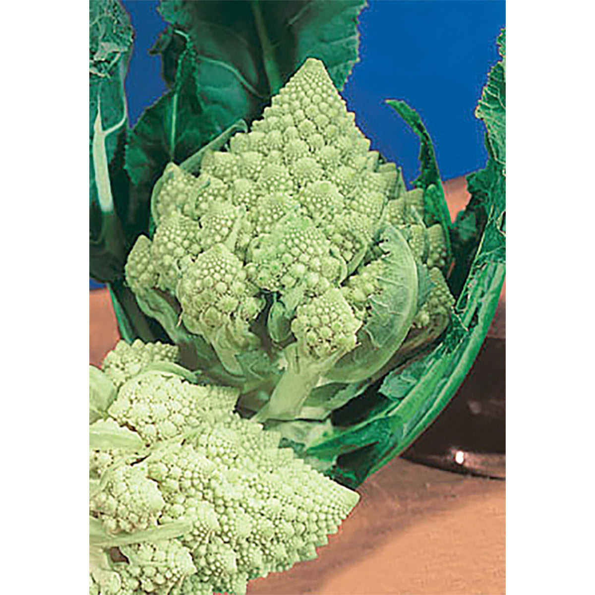 Romanesco Natalino Italian Cauliflower Seeds