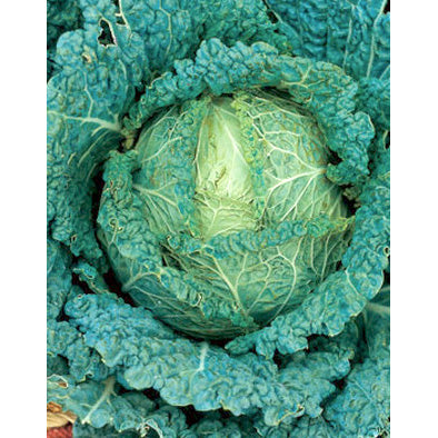 Di Napoli Precoce Italian Cabbage Seeds