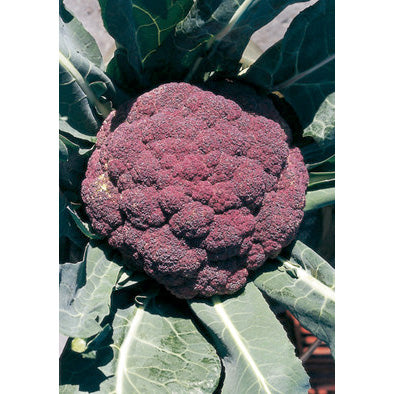 Di Sicilia Violetto Italian Cauliflower Seeds
