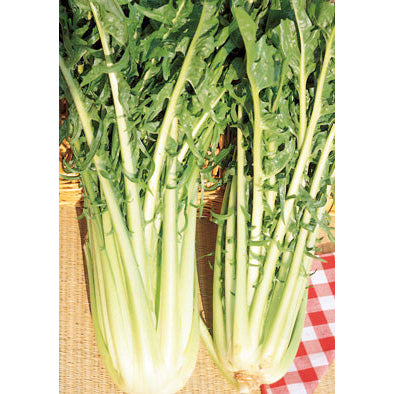 Dolci Talli (Catalogna) Italian Chicory Seeds