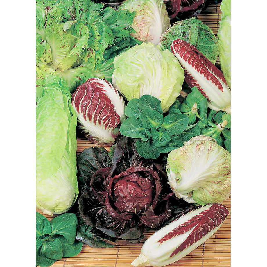 Miscuglio (Mixture) Italian Chicory Seeds
