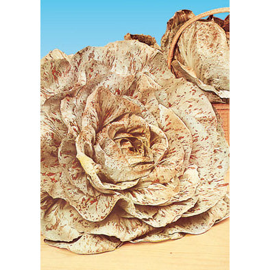 chicory flower seeds Varigata Di Castelfranco Italian Chicory Seeds – NE SEED