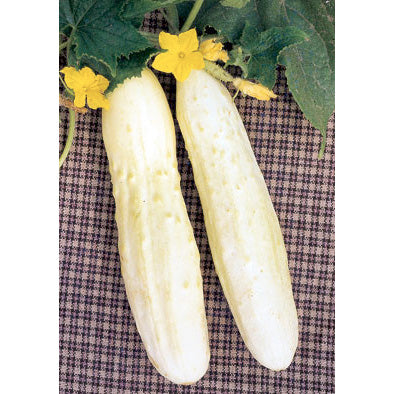 Bianco Lungo Italian Cucumber Seeds