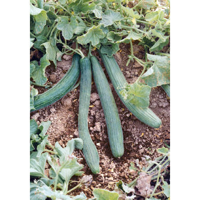 Tortarello Verde Scuro Italian Cucumber Seeds