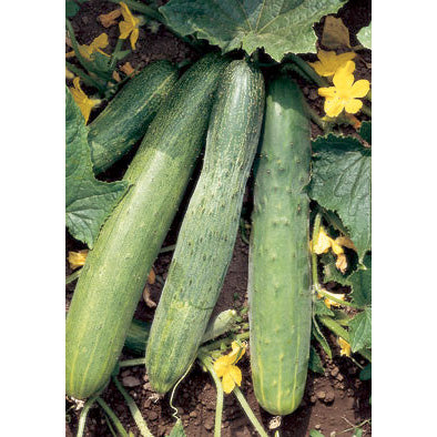 Chinese Slangen Italian Cucumber Seeds
