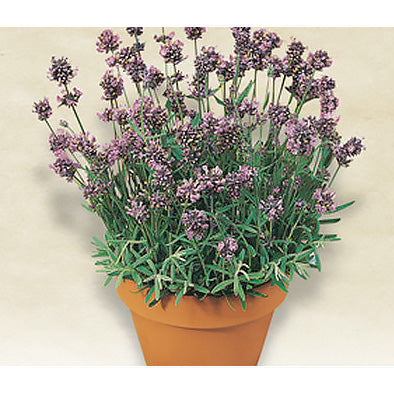 live lavender plants near me Italian Lavender Seeds – NE SEED