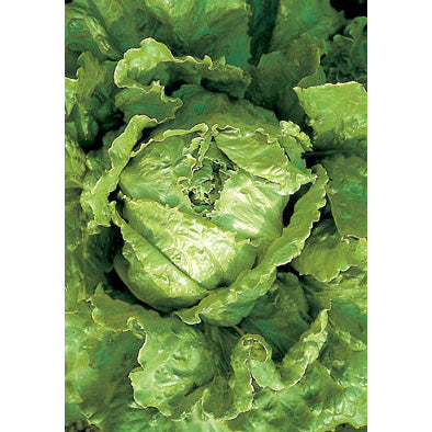 Cavolo Di Napoli Italian Lettuce Seeds