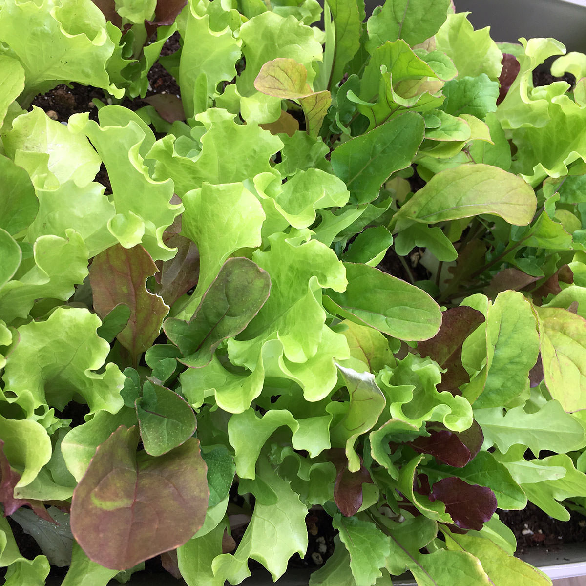 Misticanza Italian Lettuce Seeds