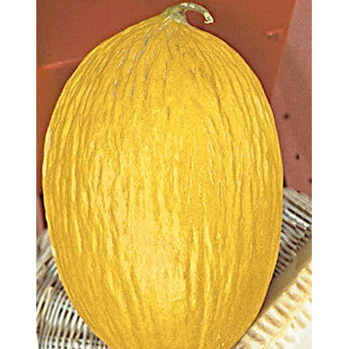Rugoso Di Cosenza Giallo Italian Melon Seeds