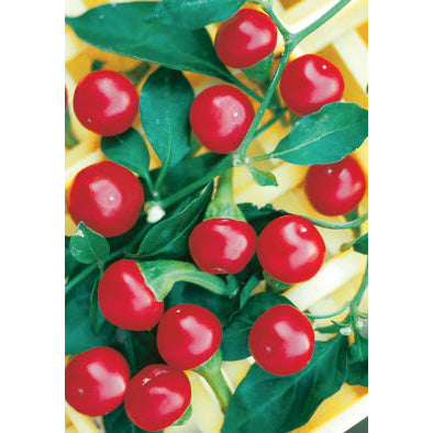 chilli plant seeds Ciliegia PIccante Pepper Seeds – NE SEED
