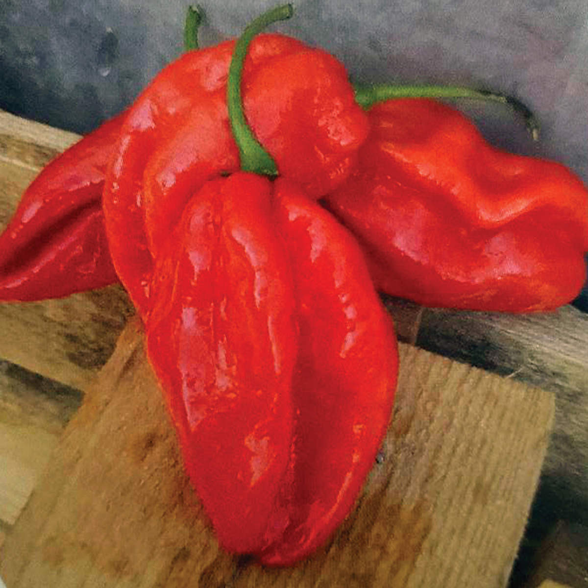 plant scotch bonnet pepper seeds Scotch Bonnet Red Pepper Seeds