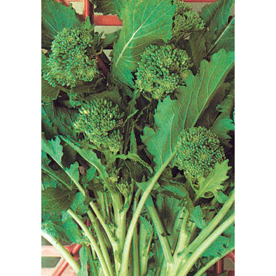 riccia seeds and garden Sessantina Riccia di Sarno Italian Broccoli Raab Seeds