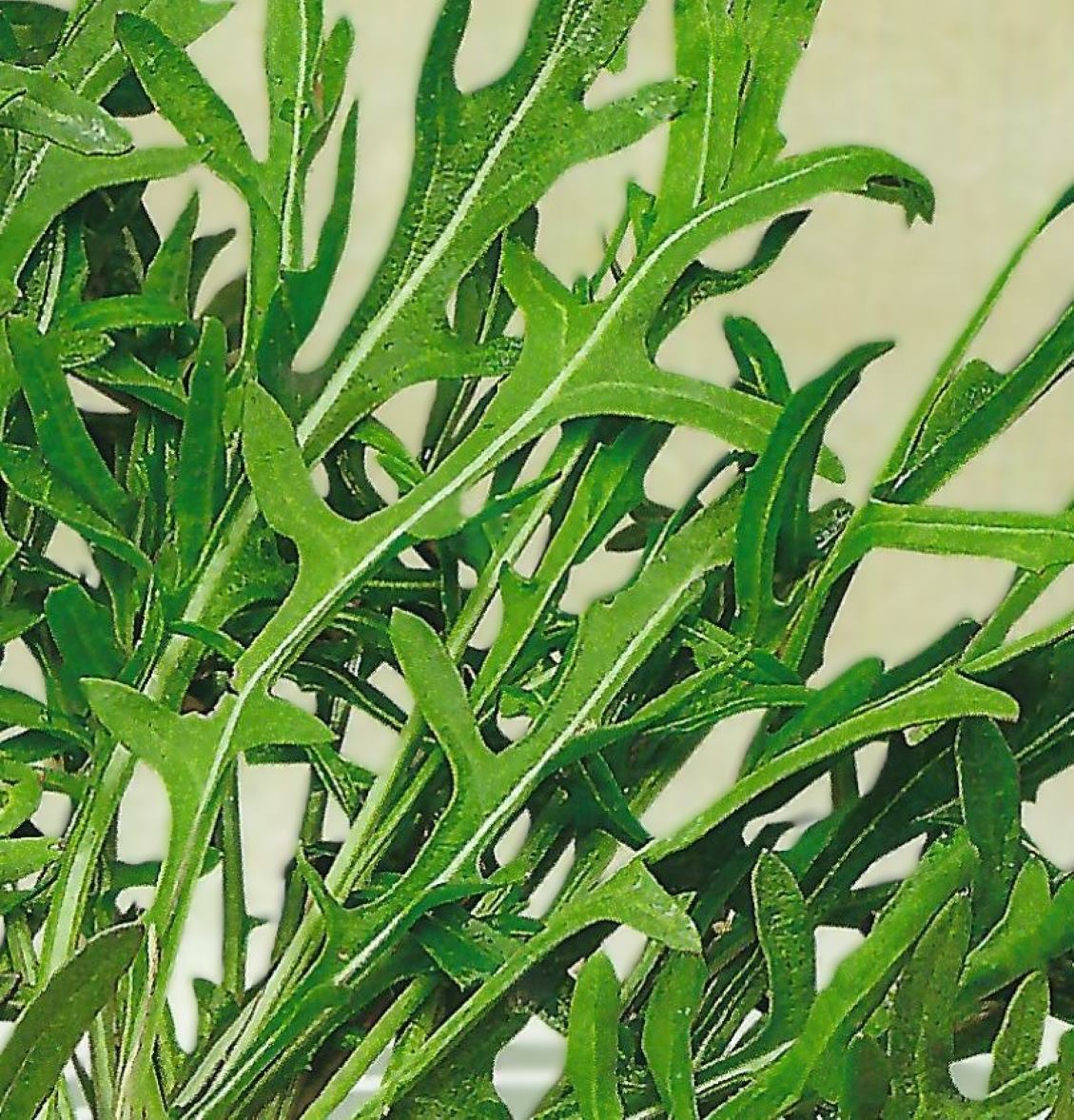 rocket plant seeds Wild Child Wild Rocket Arugula Seeds