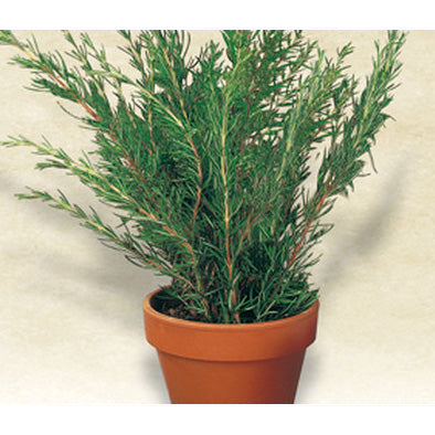 Italian Rosemary Seeds